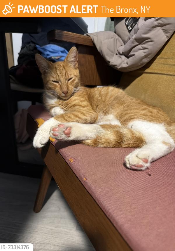 Found/Stray Male Cat last seen Bronx, The Bronx, NY 10462