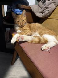Found/Stray Male Cat last seen Bronx, The Bronx, NY 10462