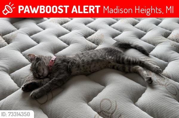 Lost Female Cat last seen Red Oaks Nature Center, Madison Heights, MI 48071