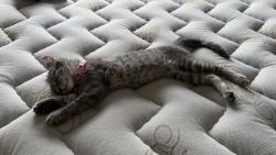 Lost Female Cat last seen Red Oaks Nature Center, Madison Heights, MI 48071