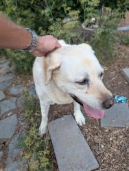 Reunited Female Dog last seen Cardiff, Encinitas, CA 92007
