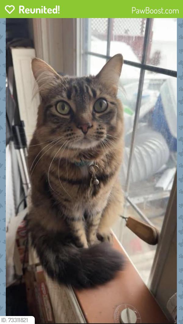 Reunited Male Cat last seen Fas Gas, Devon, AB T9G 1S2