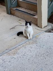 Found/Stray Male Cat last seen Garlington, Roper Mountain area., Greenville, SC 29615
