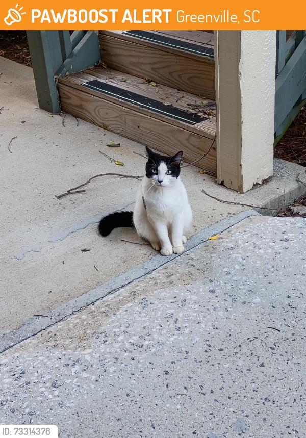 Found/Stray Male Cat last seen Garlington, Roper Mountain area., Greenville, SC 29615