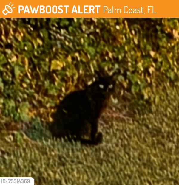 Found/Stray Unknown Cat last seen Corner of Ripplewood Ln/Rippling Brook Dr, Palm Coast, FL 32164