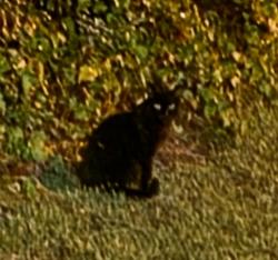 Found/Stray Unknown Cat last seen Corner of Ripplewood Ln/Rippling Brook Dr, Palm Coast, FL 32164