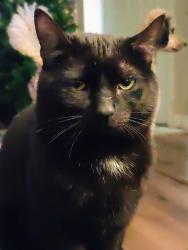 Reunited Male Cat last seen Cranwood Park Blvd, Garfield Heights, OH 44125, USA, Garfield Heights, OH 44125