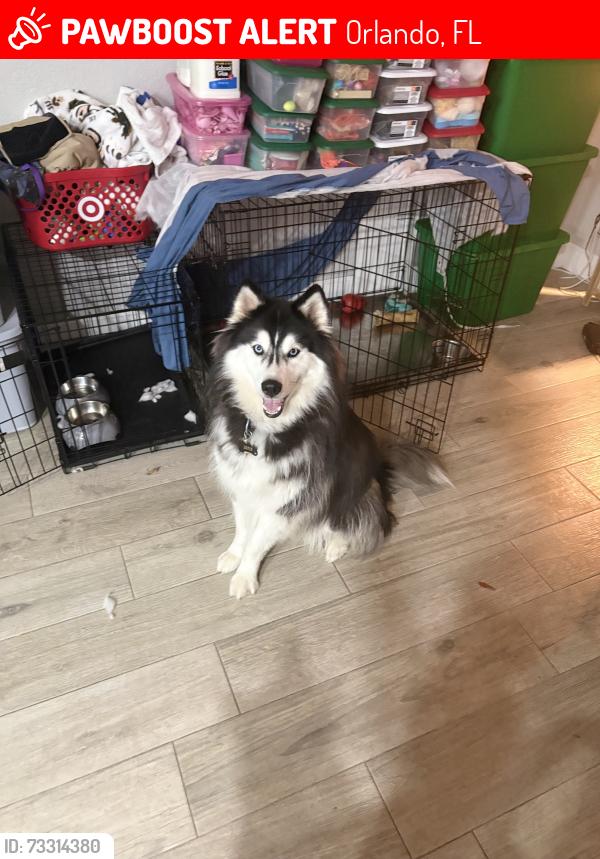 Lost Male Dog last seen Egan and Soviet Way, Orlando, FL 32822