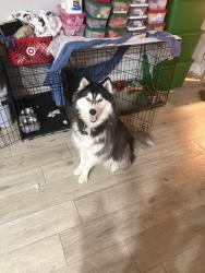 Lost Male Dog last seen Egan and Soviet Way, Orlando, FL 32822