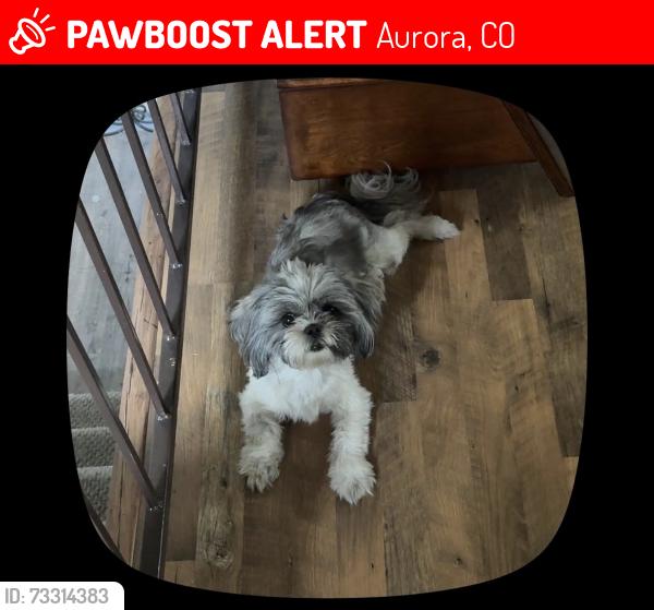 Lost Female Dog last seen E carmel cir and e 21st cir, Aurora, CO 80011