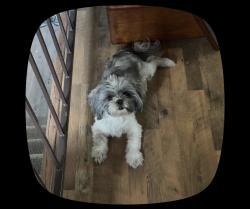 Lost Female Dog last seen E carmel cir and e 21st cir, Aurora, CO 80011