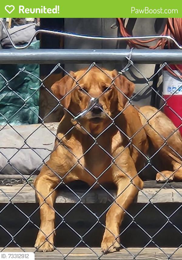 Reunited Female Dog last seen Boston and Pratt Pkwy, Longmont, CO 80501
