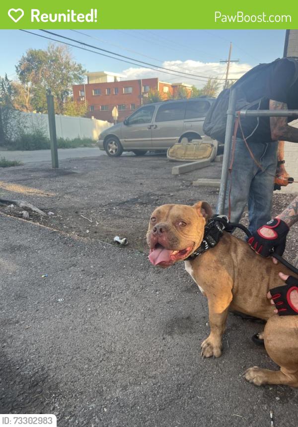 Reunited Male Dog last seen MONTVIEW & CLINTON, Aurora, CO 80010