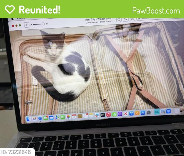 Reunited Female Cat last seen Walden Lake ?Emerald Forest, Plant City, FL 33566