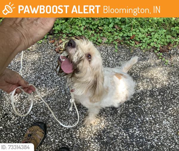 Found/Stray Unknown Dog last seen Forrest View N, Bloomington, IN 47404