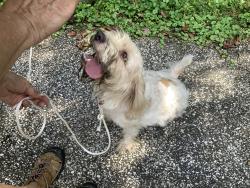 Found/Stray Unknown Dog last seen Forrest View N, Bloomington, IN 47404