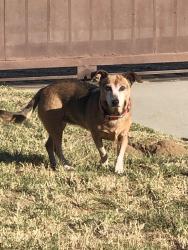 Reunited Female Dog last seen Randall Ave, near Riverside st, Rialto, CA 92376