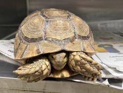 Shelter Stray Unknown Other last seen , 14409 Vanowen St, Van Nuys, CA 91405, USA