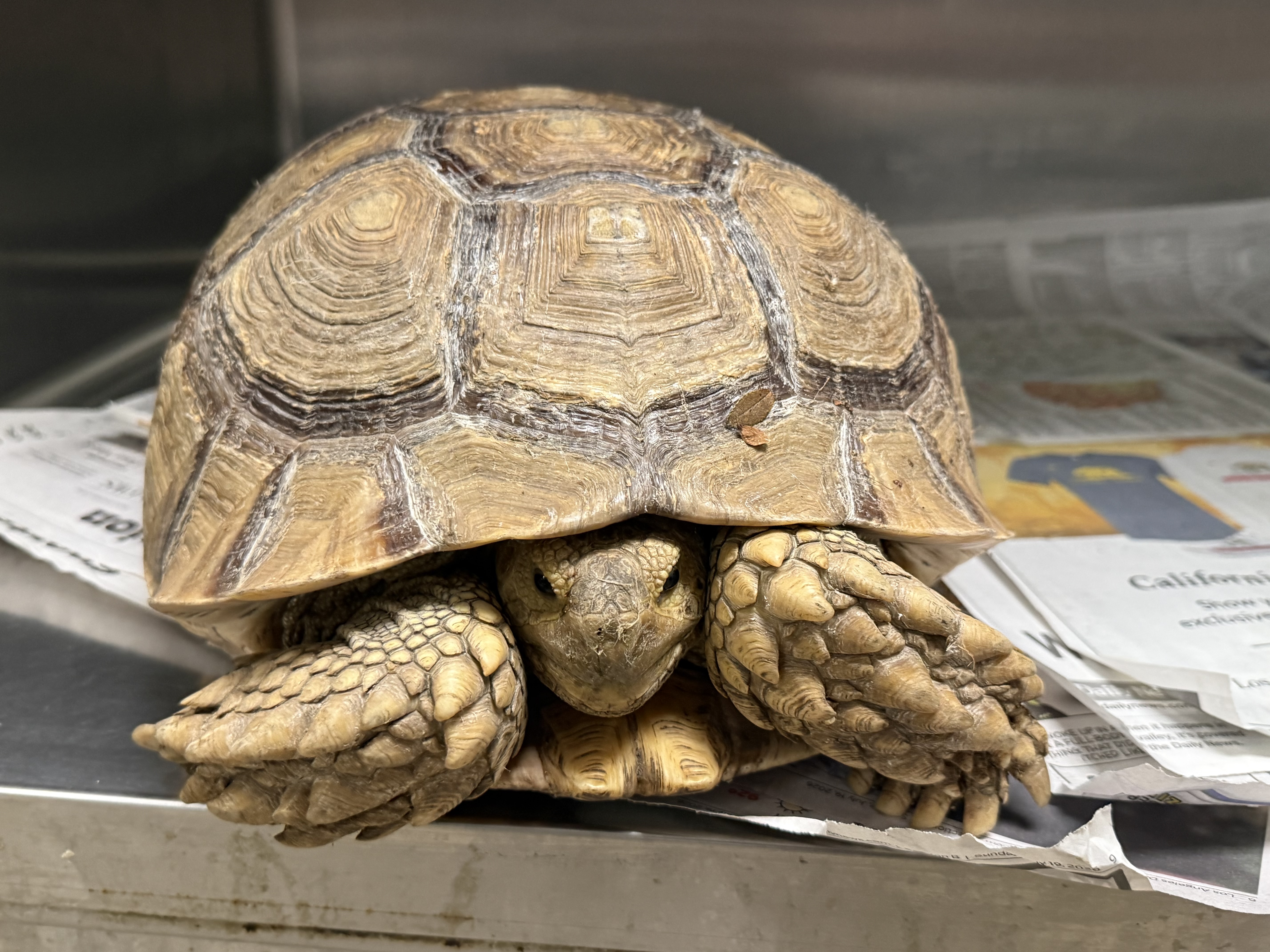 Shelter Stray Unknown Other last seen , 14409 Vanowen St, Van Nuys, CA 91405, USA