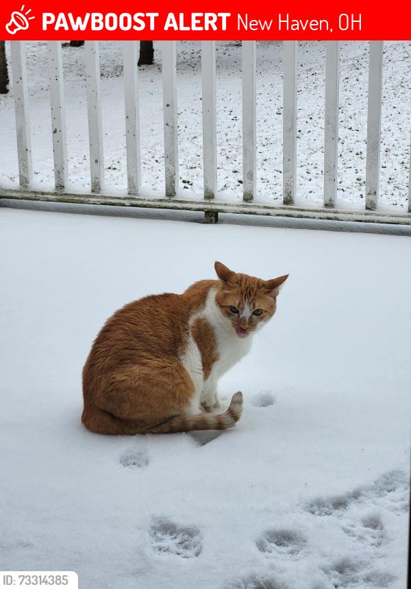 Lost Male Cat last seen By the Trailer Park off 61 just south of New Haven, New Haven, OH 44850