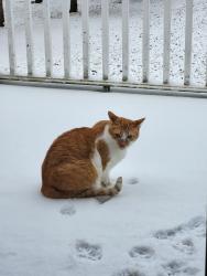 Lost Male Cat last seen By the Trailer Park off 61 just south of New Haven, New Haven, OH 44850