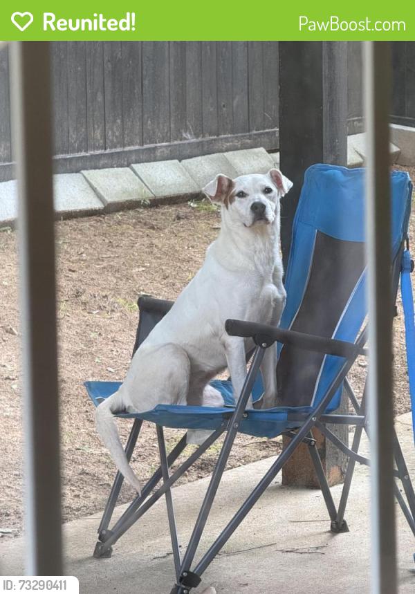 Reunited Female Dog last seen Augusta Woods Dr, Douglasville, GA 30134, USA, Douglasville, GA 30134