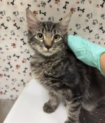 Shelter Stray Male Cat last seen Near BLOCK LIMONITE AVE, EASTVALE, CA, 6851 Van Buren Boulevard, Jurupa Valley, CA 92509, USA