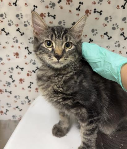 Shelter Stray Male Cat last seen Near BLOCK LIMONITE AVE, EASTVALE, CA, 6851 Van Buren Boulevard, Jurupa Valley, CA 92509, USA