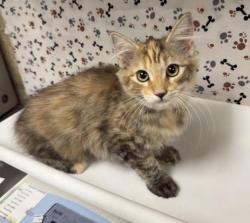 Shelter Stray Female Cat last seen Near BLOCK LIMONITE AVE, EASTVALE, CA, 6851 Van Buren Boulevard, Jurupa Valley, CA 92509, USA