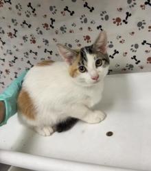 Shelter Stray Female Cat last seen Near BLOCK LIMONITE AVE, EASTVALE, CA, 6851 Van Buren Boulevard, Jurupa Valley, CA 92509, USA