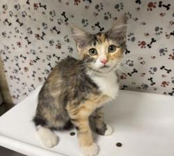 Shelter Stray Female Cat last seen Near BLOCK LIMONITE AVE, EASTVALE, CA, 6851 Van Buren Boulevard, Jurupa Valley, CA 92509, USA
