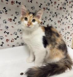 Shelter Stray Female Cat last seen Near BLOCK LIMONITE AVE, EASTVALE, CA, 6851 Van Buren Boulevard, Jurupa Valley, CA 92509, USA