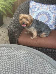 Reunited Male Dog last seen Highland & Kendal, Mansfield, TX 76063