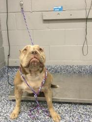 Shelter Stray Female Dog last seen Near BLOCK ORCHARD AVE, COACHELLA, CA, 72050 Pet Land Pl, Thousand Palms, CA 92276, USA