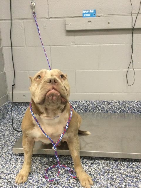 Shelter Stray Female Dog last seen Near BLOCK ORCHARD AVE, COACHELLA, CA, 72050 Pet Land Pl, Thousand Palms, CA 92276, USA