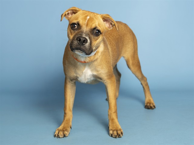 Shelter Stray Male Dog last seen 51ST AVE/BETHANY HOME, 5501 E Van Buren St, Phoenix, AZ 85008, USA