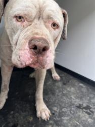 Shelter Stray Male Dog last seen Near BLK CHESTER AV, BAKERSFIELD CA, 201 S Mt Vernon Ave, Bakersfield, CA 93307, USA