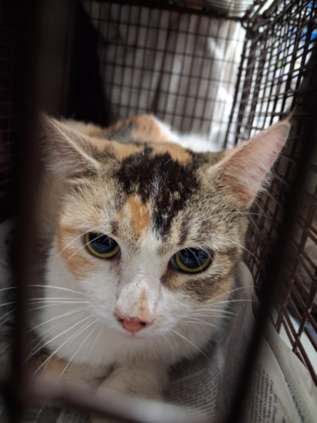 Shelter Stray Female Cat last seen , 1850 W 60th St, Los Angeles, CA 90047, USA