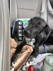 Shelter Stray Male Dog last seen Near BLOCK KINCAID ST, BAKERSFIELD, CA, 201 S Mt Vernon Ave, Bakersfield, CA 93307, USA