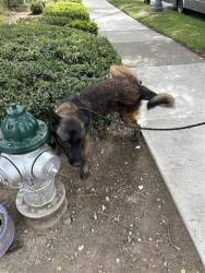 Shelter Stray Male Dog last seen POCKET RD & BLUE DOLPHIN WAY, 2127 Front St, Sacramento, CA 95818, USA