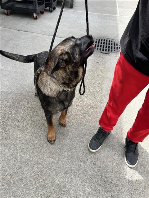 Shelter Stray Male Dog last seen POCKET RD & BLUE DOLPHIN WAY, 2127 Front St, Sacramento, CA 95818, USA