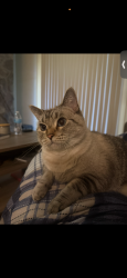 Lost Female Cat last seen Helton rf, Florence, AL 35630