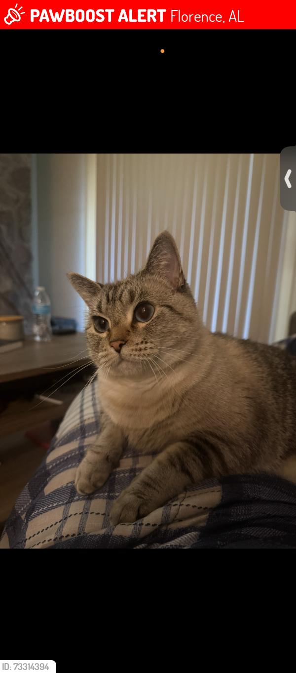 Lost Female Cat last seen Helton rf, Florence, AL 35630
