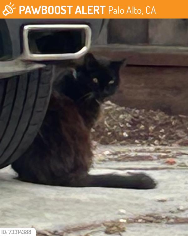 Found/Stray Unknown Cat last seen Near West meadow drive, Palo Alto, ca, Palo Alto, CA 94306