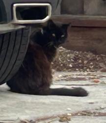 Found/Stray Unknown Cat last seen Near West meadow drive, Palo Alto, ca, Palo Alto, CA 94306