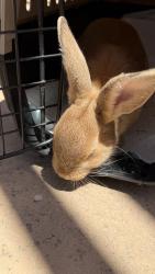 Found/Stray Unknown Rabbit last seen Schabarum Park, Rowland Heights, CA 91748