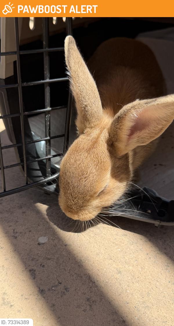 Found/Stray Unknown Rabbit last seen Schabarum Park, Rowland Heights, CA 91748