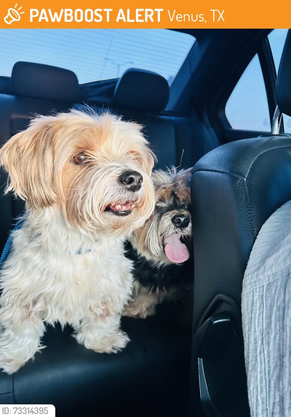 Found/Stray Male Dog last seen Near patriot ests, Venus, TX 76084