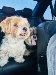 Found/Stray Male Dog last seen Near patriot ests, Venus, TX 76084
