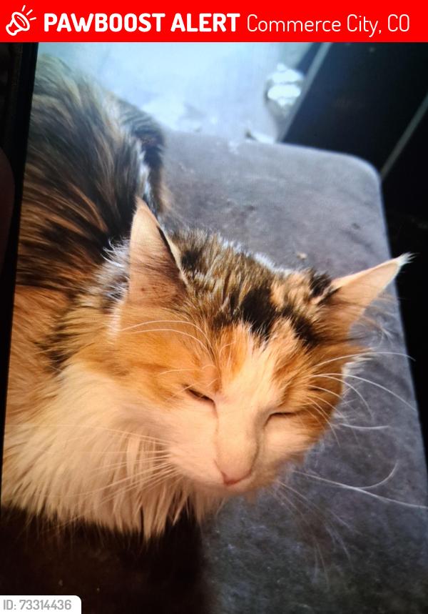 Lost Female Cat last seen Capstone academy, Commerce City, CO 80022